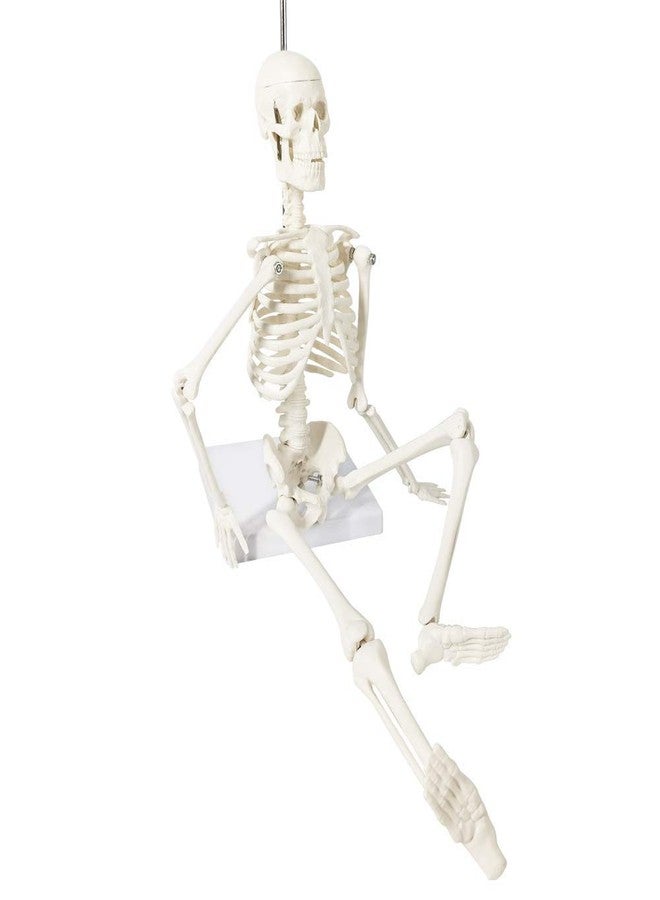 EVOTECH SCIENTIFIC Mini Human Skeleton Model for Anatomy, 17.7'' Full Body Human Skeleton Model with Movable Arms and Legs on Base for Medical Teaching Learning, Students Learning Education Tool - Image 4